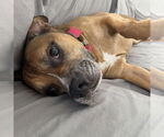 Small #11 Boxer Mix