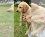 Small #4 Labrador Retriever