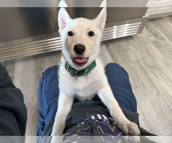 Medium Photo #5 German Shepherd Dog-Unknown Mix Puppy For Sale in Seattle, WA, USA