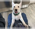 Small #4 German Shepherd Dog Mix