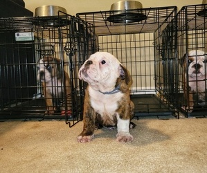 English Bulldog Puppy for sale in DOUGLASVILLE, GA, USA
