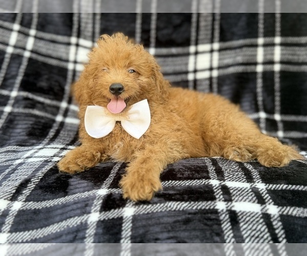 Medium Photo #1 Goldendoodle (Miniature) Puppy For Sale in LAKELAND, FL, USA