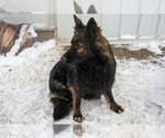Small #1 German Shepherd Dog