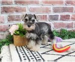 Small Photo #5 Schnauzer (Miniature) Puppy For Sale in SYRACUSE, IN, USA