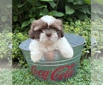 Small #2 Shih Tzu