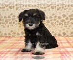 Small Photo #3 Schnauzer (Miniature) Puppy For Sale in DENVER, PA, USA