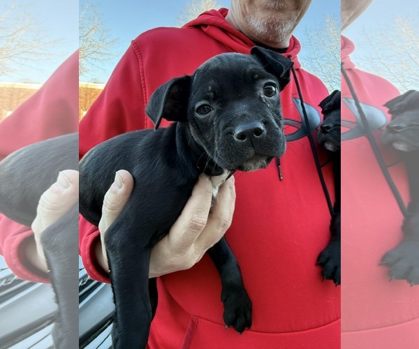 Medium Photo #1 Mutt Puppy For Sale in Holly Springs, NC, USA