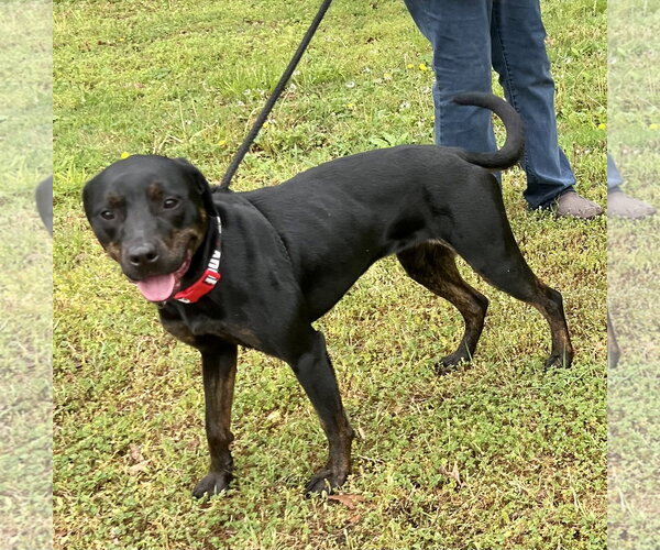 Medium Photo #3 Labrador Retriever-Unknown Mix Puppy For Sale in Munford, TN, USA