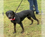 Small #2 Labrador Retriever Mix
