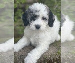 Puppy Aster Goldendoodle