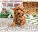 Small #11 Poodle (Miniature)