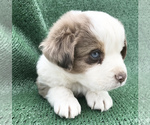 Small Photo #2 Miniature American Shepherd Puppy For Sale in LUCERNE VALLEY, CA, USA