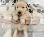 Small Photo #6 Golden Retriever Puppy For Sale in COVINA, CA, USA