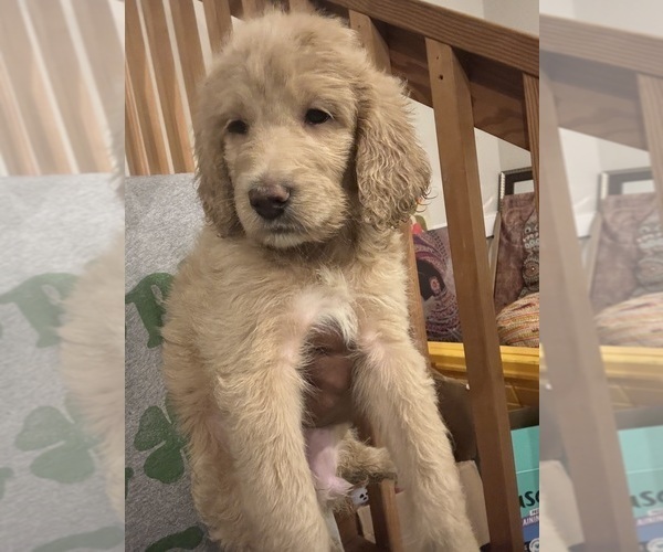 Medium Photo #1 Goldendoodle Puppy For Sale in CLARKSVILLE, TN, USA