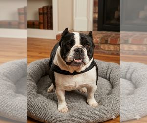Bulldog Dogs for adoption in Vail, AZ, USA