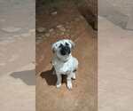Small #2 Anatolian Shepherd-Great Pyrenees Mix