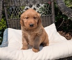 Puppy Madelyn Golden Retriever