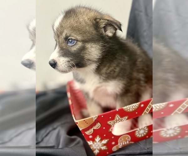 Medium Photo #7 Pomsky-Shiba Inu Mix Puppy For Sale in NASHUA, NH, USA