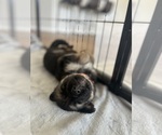 Small #3 German Shepherd Dog