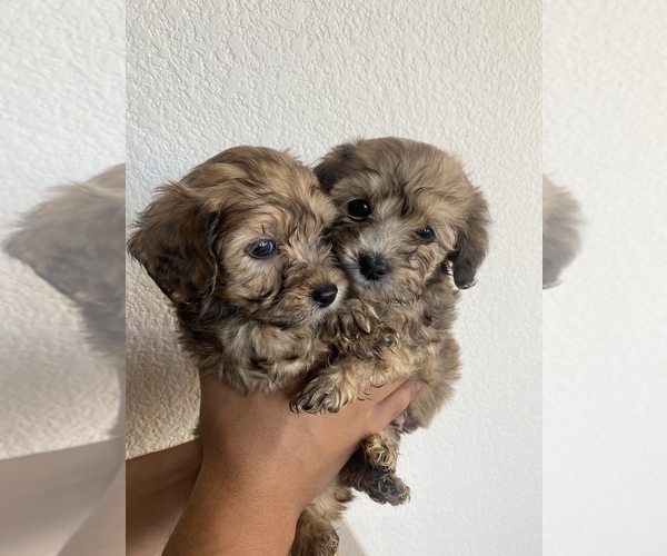 Medium Photo #1 Maltipoo Puppy For Sale in SAN JOSE, CA, USA