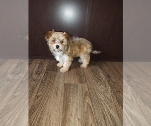 Yorkshire Terrier Puppy for sale in LAPEER, MI, USA