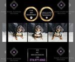 Puppy Sue AKC Dachshund