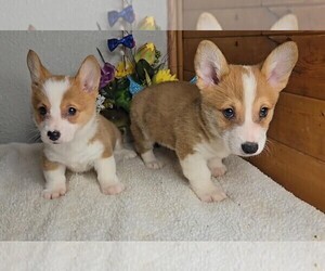 Pembroke Welsh Corgi Puppy for sale in JASONVILLE, IN, USA