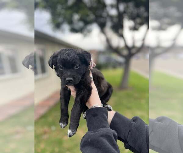 Medium Photo #1 Border Collie-Unknown Mix Puppy For Sale in Paso Robles, CA, USA