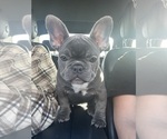 Puppy Puppy 2 French Bulldog