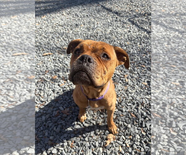 Medium Photo #1 American Staffordshire Terrier-Boxer Mix Puppy For Sale in Albemarle, NC, USA