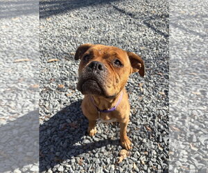 American Staffordshire Terrier-Boxer Mix Dogs for adoption in Albemarle, NC, USA