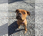 Small American Staffordshire Terrier-Boxer Mix