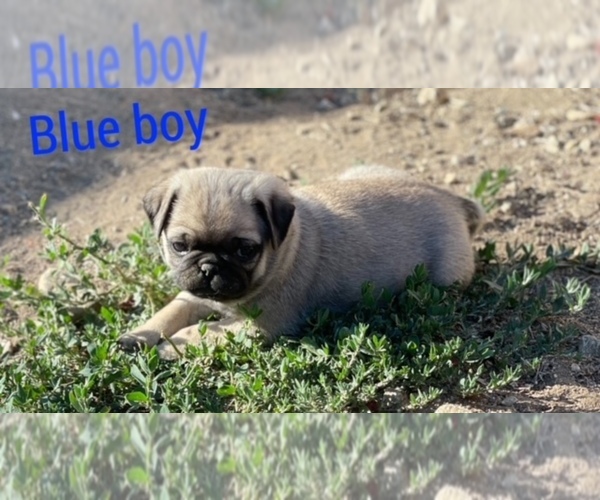 Medium Photo #1 Pug Puppy For Sale in CORONA, CA, USA