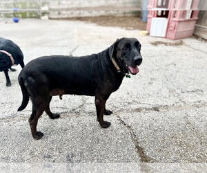 Lucy & Rose - Female Labrador Retriever-Unknown Mix Dog for Adoption - Photo #4