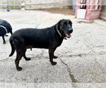 Small #3 Labrador Retriever Mix