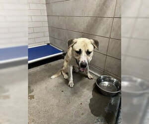 Anatolian Shepherd-Unknown Mix Dogs for adoption in Stockton, CA, USA