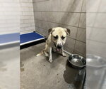 Small Anatolian Shepherd Mix