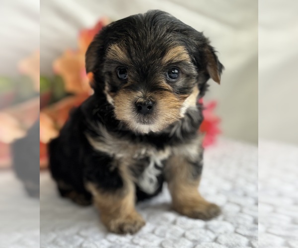 Medium Photo #5 Morkie Puppy For Sale in ROCK STREAM, NY, USA