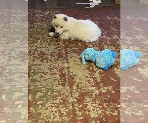 Alaskan Malamute Puppy for sale in JEFFERSON CITY, MO, USA