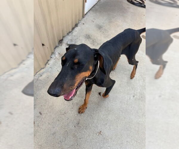 Medium Photo #4 Doberman Pinscher Puppy For Sale in Houston, TX, USA