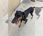Small #3 Doberman Pinscher