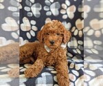 Small Photo #6 Goldendoodle Puppy For Sale in NOTTINGHAM, PA, USA