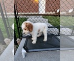 Small Photo #19 Poodle (Standard) Puppy For Sale in MOORES HILL, IN, USA
