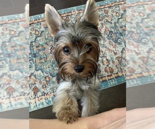 Medium Photo #4 Yorkshire Terrier Puppy For Sale in LAKE CITY, FL, USA