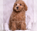 Small Photo #91 Maltipoo (Toy) Puppy For Sale in WARSAW, IN, USA