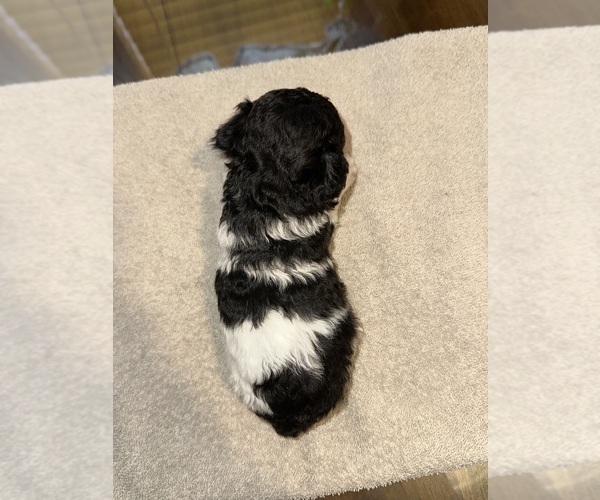 Medium Photo #2 Poodle (Toy) Puppy For Sale in LOOGOOTEE, IN, USA