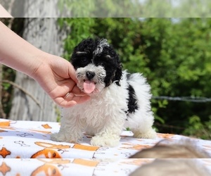 Poodle (Toy) Puppy for sale in DYERSBURG, TN, USA