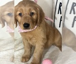 Small #3 Golden Retriever