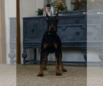 Small #7 Doberman Pinscher