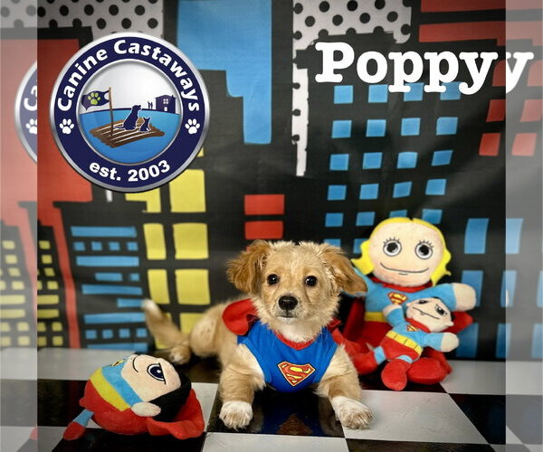 Medium Photo #4 Tibetan Spaniel Puppy For Sale in Arcadia, FL, USA